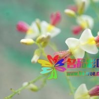 名品花木低價供應(yīng)紅花國槐