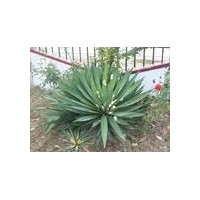 供應綠化苗木 鳳尾蘭 劍麻 劍麻苗 劍麻小苗 園林綠化苗木