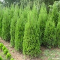 供應(yīng)蜀儈 塔柏苗 檜柏 塔柏 蜀檜小苗 北京檜 等各種規(guī)格