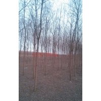 河北優(yōu)質(zhì)垂柳