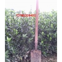 順平縣供應衛(wèi)矛，大葉黃楊，水蠟，丁香等苗木