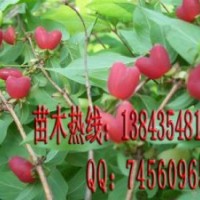 相思樹苗 相思果樹苗