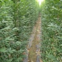 國(guó)槐小苗（一米二米三米高）