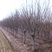 出售3-15cm的櫻花，碧桃，北美海棠，木槿，榆葉梅等