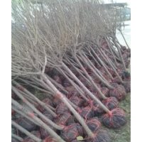 山西哪里有2-3公分蘋(píng)果苗