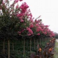 常年供應(yīng)紫薇價格 6公分8公分紫薇價格