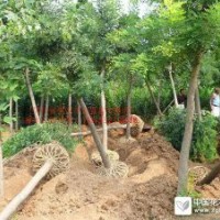 河北保定國槐哪家好