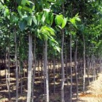 今年杜仲價(jià)格供應(yīng)，18公分25公分杜仲價(jià)格