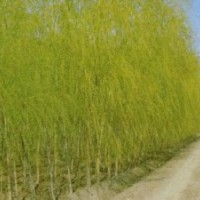 金絲垂柳銷售基地南京垂柳報價