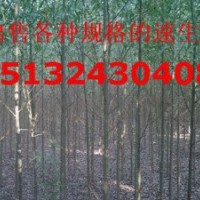 哪里有5公分速生柳，金葉愉，香花槐