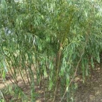 山西3公分4公分5公分竹柳漳河柳速生柳價(jià)格