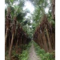 大量供應(yīng)新會(huì)蒲葵