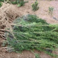 黑格斯紅豆杉種苗