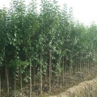 安徽2公分3公分大葉女貞價(jià)格，精品10公分大葉女貞價(jià)格