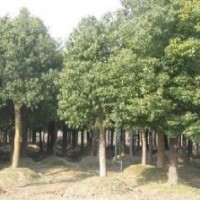 供應(yīng)8公分全冠香樟樹，10公分全冠香樟樹，香樟樹價格實惠