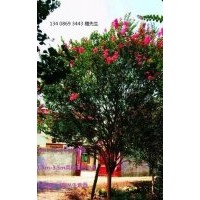 2cm-15cm四川大紅紅花紫薇（自產(chǎn)自銷）