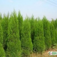 2015年供應蜀檜高1.5—3米