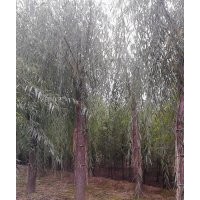 百盛苗木基地供應(yīng)優(yōu)質(zhì)垂柳