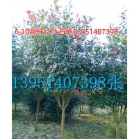 緊急處理高桿紅葉石楠2-8公分