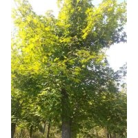 大量供應(yīng)遼寧丹東五角楓 樟子松白菜價(jià)