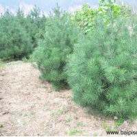 1米白皮松價(jià)格