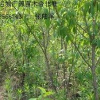 3、4、5公分山桃樹(shù)大量低價(jià)優(yōu)惠供應(yīng)