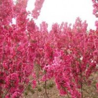 北美海棠小苗批發(fā)，優(yōu)質(zhì)北美海棠樹苗價格，北美海棠品種