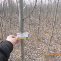 供應毛白楊/速生楊/榆樹/柳樹/椿樹/白蠟