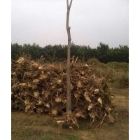 國(guó)槐 五角楓 北欒 毛白楊 香花槐 刺槐 白蠟