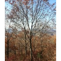 自產(chǎn)自銷出售 油松.云杉、五角楓、元寶楓、蒙古櫟、、白樺