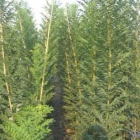 供應(yīng)速生國槐白蠟國槐白蠟