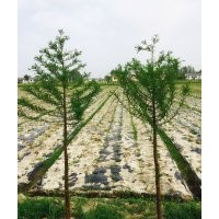 欒樹 國(guó)槐 中山杉 水杉 合歡 櫸樹 重陽木 廣玉蘭 枇杷樹 紅葉李