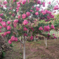 最新百日紅價(jià)格 gy2gf3公分4公分5公分紫薇價(jià)格 當(dāng)年紫薇小苗價(jià)格