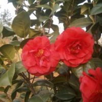 出售丹桂、茶花、樟樹苗木