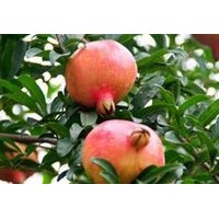 石榴苗，大紅袍石榴苗，軟子石榴苗。