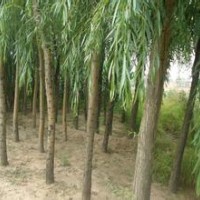 14公分黃皮垂柳報價金絲垂柳基地