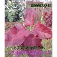 出售白蘭地海棠