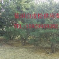 長年供應(yīng)白皮松、油松和華山松