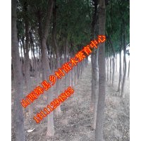 山西苗圃優(yōu)質(zhì)國槐苗國槐苗批發(fā)國槐價(jià)格國槐圖片