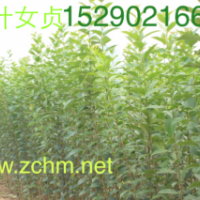 河南3公分大葉女貞價(jià)格