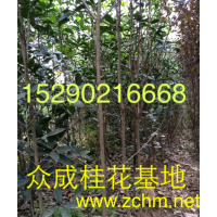 2公分桂花，5公分桂花樹(shù)價(jià)格，2公分碧桃批發(fā)