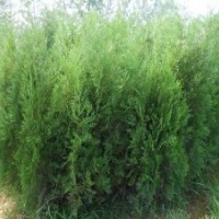 供應(yīng)1--4米優(yōu)質(zhì)側(cè)柏 山西側(cè)柏
