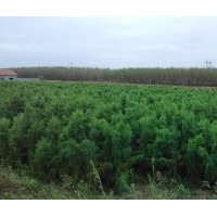 大量供應(yīng)一年生鹽松、中華檉柳