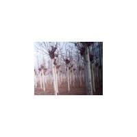 法桐價格 河北法桐 法桐基地 河北國槐