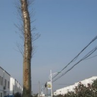 供應(yīng)石楠、梅花、國槐、皂角、紅葉李等