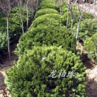 供應(yīng) 球類植物 海桐球 龍柏球 大葉黃楊球 瓜子黃楊球等綠化