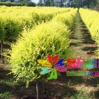 名品花木低價供應(yīng)金葉榆