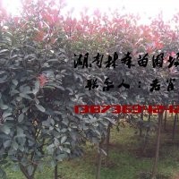紅葉石楠|4公分紅葉石楠價(jià)格