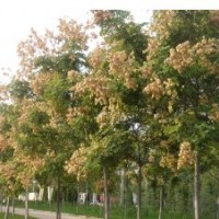 欒樹價格|8公分欒樹價格|10公分欒樹價格