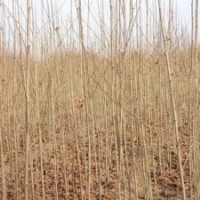 供應(yīng)法桐小苗（1米2米3米）